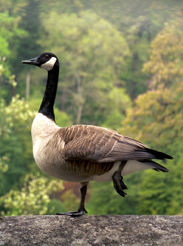 A goose at Winterthur